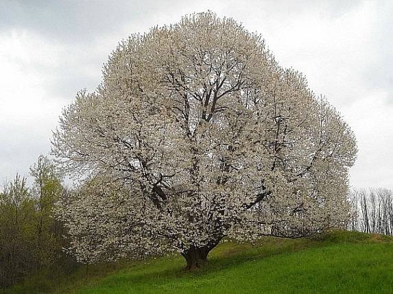 Ciliegio selvatico a Besana in Brianza